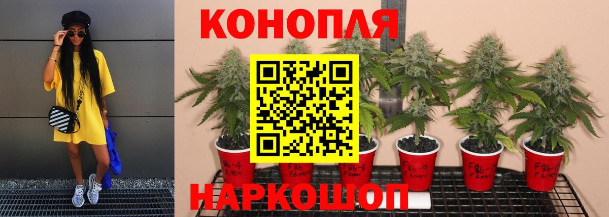 Конопля OG Kush Котовск